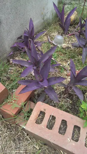 HTC One purple plant
