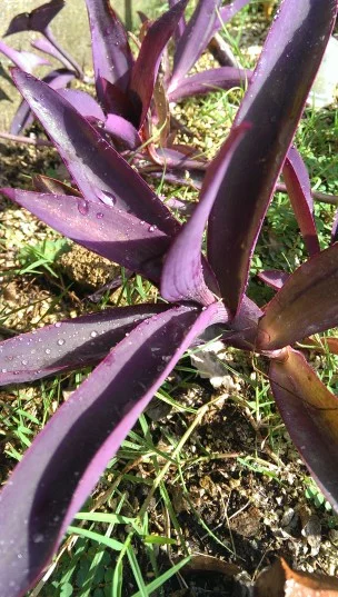 HTC One purple plant