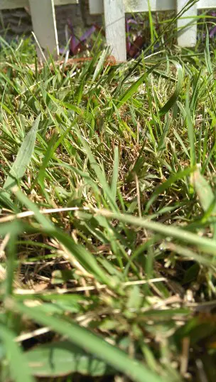 HTC One grass