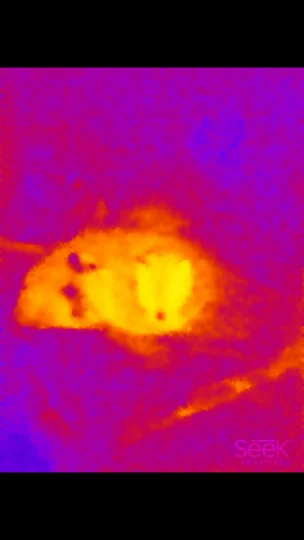 Seek Thermal - cat on a couch