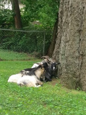 Goat Infestation