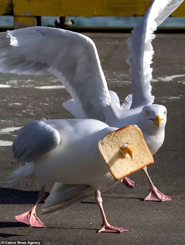 Photoshopped bird