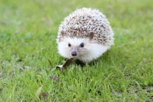hedgehog 663638 960 7201 - for some reason we don't have an alt tag here