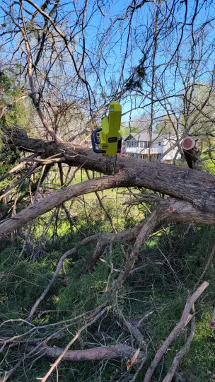 Chainsaw eating tree - good grief