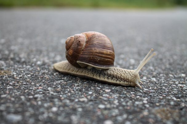 close up of snail on ground