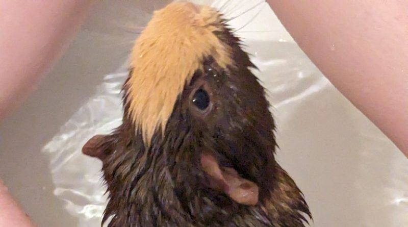 I have no good Google Pixel 7 Pro photos so here's a guinea pig in the water