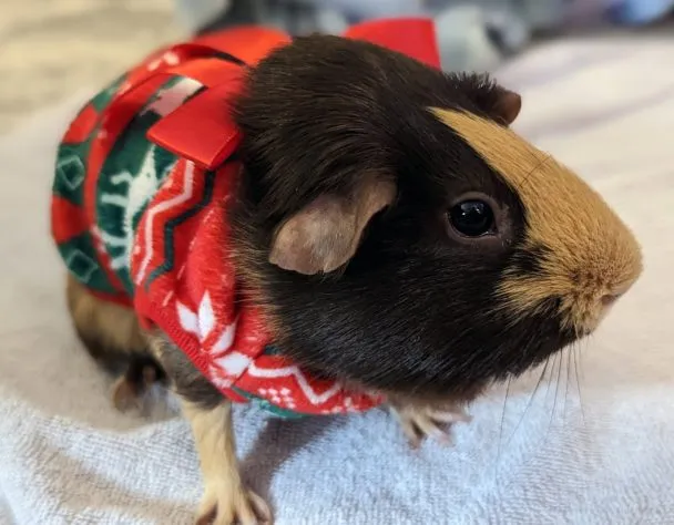 Guinea Pig Christmas at the Kings with Petunia, Daisey, and Rosie... who were on day 36 of a planned four day stay
Taken with the Google Pixel 7 Pro, resized down