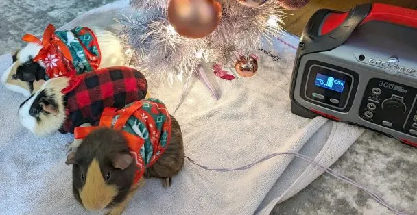 Guinea Pig Christmas at the Kings with Petunia, Daisey, and Rosie... who were on day 36 of a planned four day stay
Taken with the Google Pixel 7 Pro, resized down
