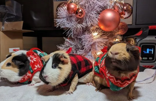 Guinea Pig Christmas at the Kings with Petunia, Daisey, and Rosie... who were on day 36 of a planned four day stay
Taken with the Google Pixel 7 Pro, resized down