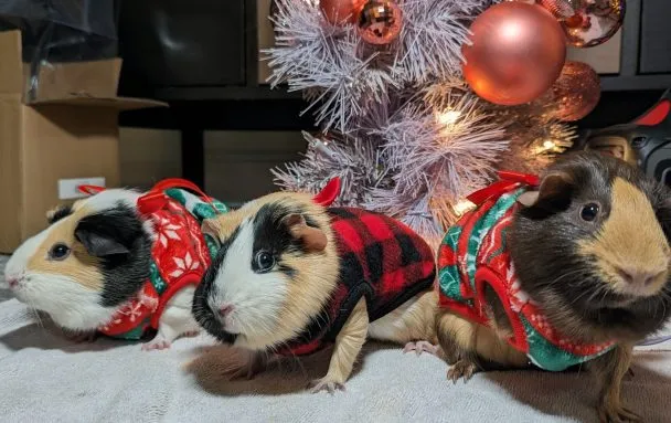 Guinea Pig Christmas at the Kings with Petunia, Daisey, and Rosie... who were on day 36 of a planned four day stay