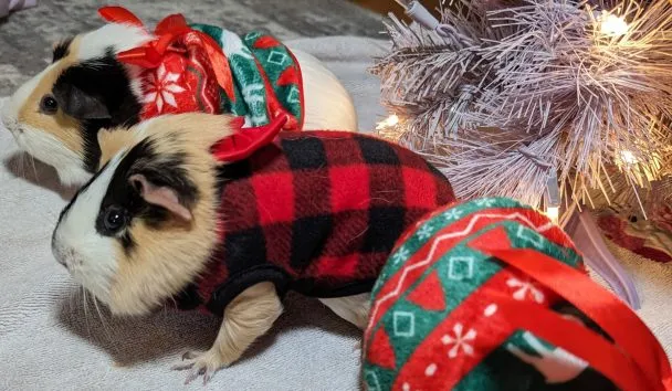 Guinea Pig Christmas at the Kings with Petunia, Daisey, and Rosie... who were on day 36 of a planned four day stay
Taken with the Google Pixel 7 Pro, resized down