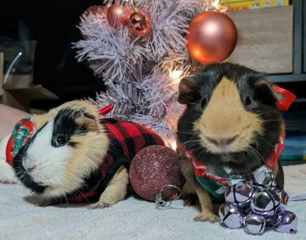 Guinea Pig Christmas at the Kings with Petunia, Daisey, and Rosie... who were on day 36 of a planned four day stay
Taken with the Google Pixel 7 Pro, resized down