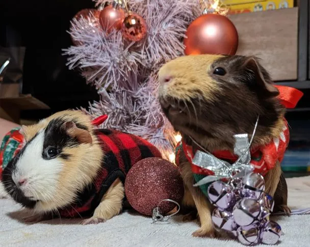 Guinea Pig Christmas at the Kings with Petunia, Daisey, and Rosie... who were on day 36 of a planned four day stay
Taken with the Google Pixel 7 Pro, resized down