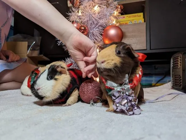 Guinea Pig Christmas at the Kings with Petunia, Daisey, and Rosie... who were on day 36 of a planned four day stay
Taken with the Google Pixel 7 Pro, resized down