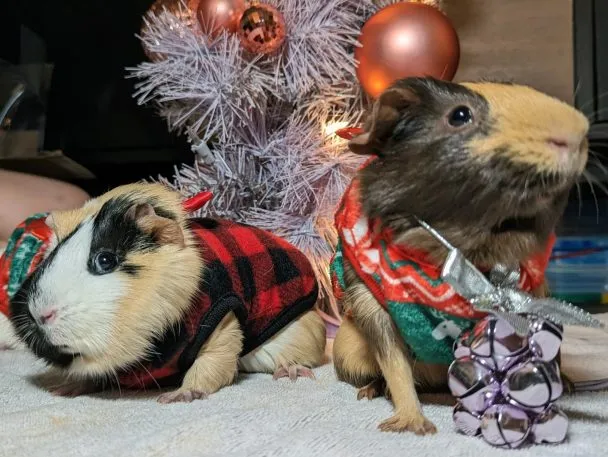 Guinea Pig Christmas at the Kings with Petunia, Daisey, and Rosie... who were on day 36 of a planned four day stay