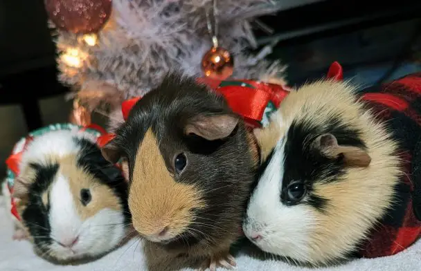Guinea Pig Christmas at the Kings with Petunia, Daisey, and Rosie... who were on day 36 of a planned four day stay
Taken with the Google Pixel 7 Pro, resized down