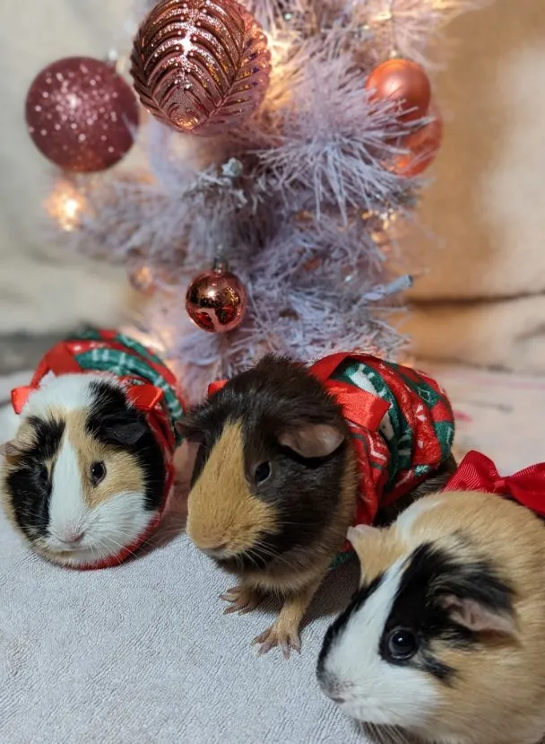 Guinea Pig Christmas at the Kings with Petunia, Daisey, and Rosie... who were on day 36 of a planned four day stay
Taken with the Google Pixel 7 Pro, resized down