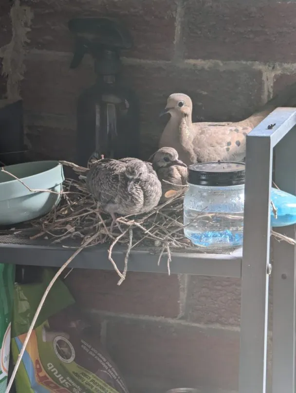 Mourning dove and two chicks