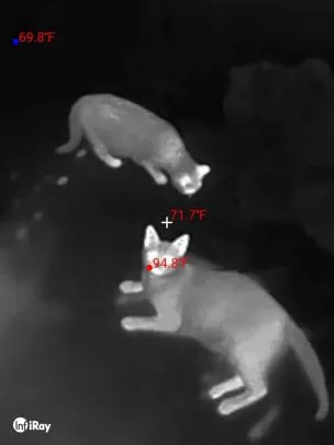 Cat thermal pic from the Infiray P2